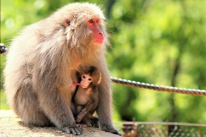 4 Hours Arashiyama and Arashiyama Monkey Park Tour - What It Feels Like on the Ground: Private, Personal, and Adjustable