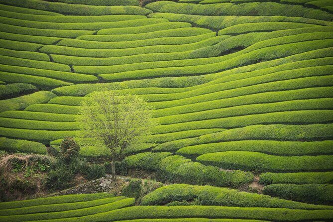 7hr Private Wazuka True Hidden Kyoto Matcha Farm Experience - Key points I’d bet on