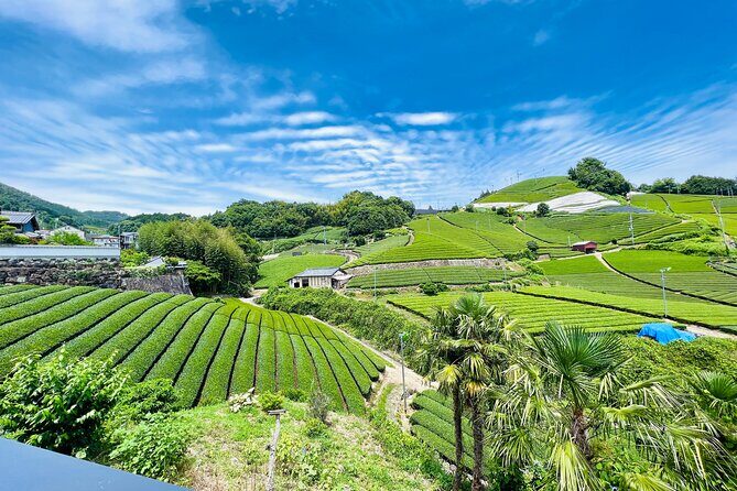 7hr Private Wazuka True Hidden Kyoto Matcha Farm Experience - Why Wazuka makes this matcha tour feel real