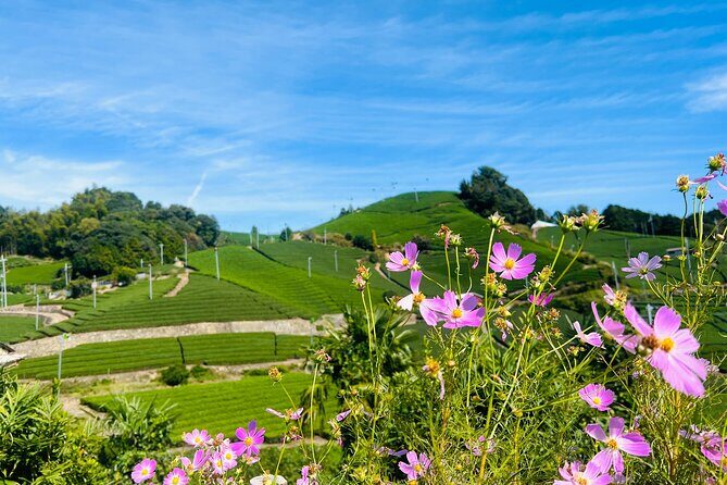 7hr Private Wazuka True Hidden Kyoto Matcha Farm Experience - Two farms in Wazuka: what you actually learn in the tea fields