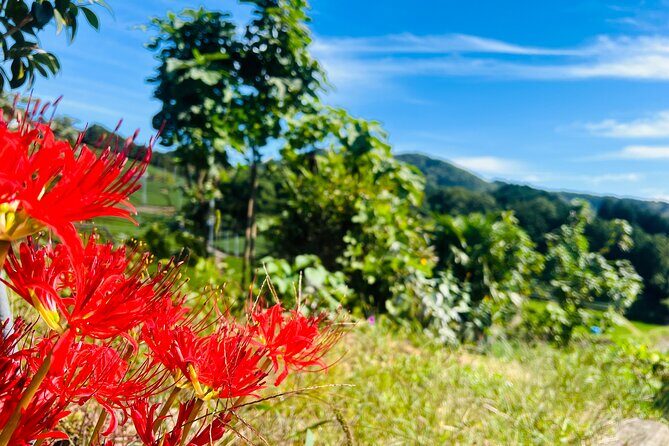 7hr Private Wazuka True Hidden Kyoto Matcha Farm Experience - The traditional lunch set: where matcha meets everyday culture