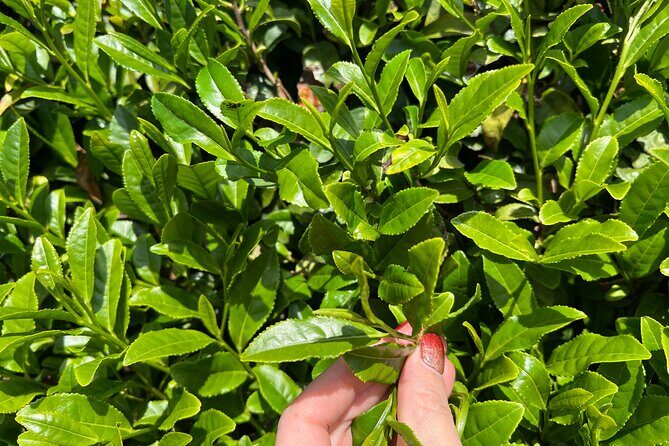7hr Private Wazuka True Hidden Kyoto Matcha Farm Experience - Workshop and ceremony time: turning flavor into understanding