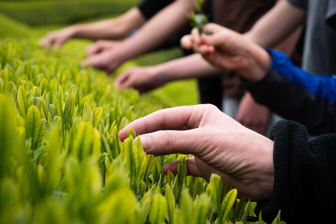 7hr Private Wazuka True Hidden Kyoto Matcha Farm Experience - Price and value: what $520 per person buys you