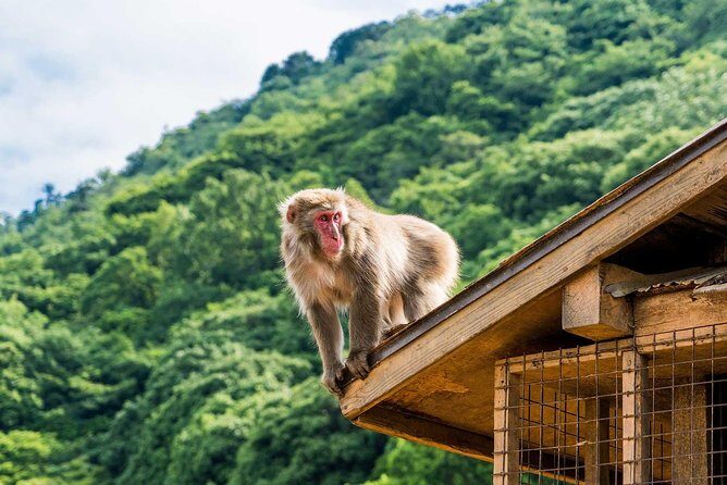 Afternoon Kyoto Bike Tour: Bamboo Forest, Monkeys & Hidden Spots - The Iwatayama Monkey Park climb: the best view in the loop