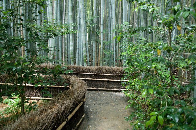 Arashiyama Bamboo Forest E-Biking Tour - Price and value: what $116 really buys