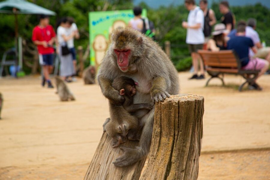 Arashiyama Bamboo, Temple, Monkeys, or Secret Sake Brewery - Option B: mountain ride back and Tanzan Brewery sake tasting