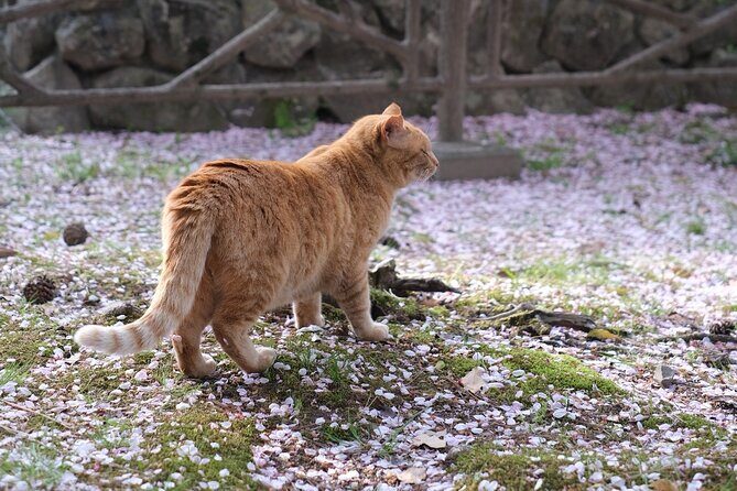Exclusive Gion Kyoto Photoshoot: A Private Experience - Stop 5: Nanzen-ji Temple for a strong finish