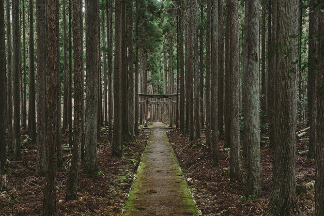 From Bamboo to Hidden Shrines: Kyoto’s Private Escape Tour by Car - Key highlights you should care about