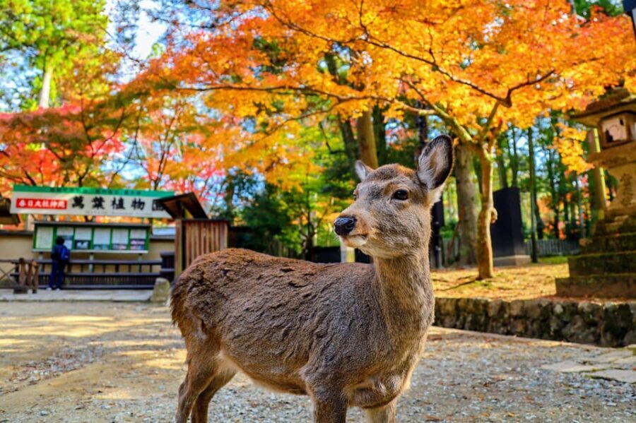 From Kyoto: Nara Guided Morning Tour - Nara Park Deer Time: Fun, Rules, and How to Keep It Friendly