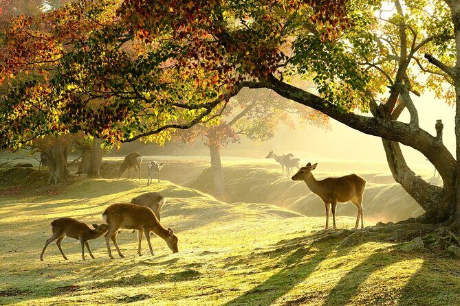 From Kyoto: Nara History Guided Half Day Bus Tour with Lunch - Key highlights worth planning around