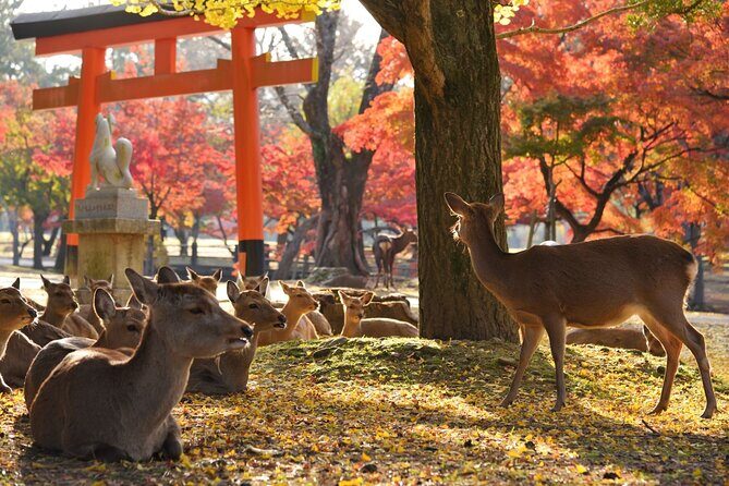 From Kyoto: Nara History Guided Half Day Bus Tour with Lunch - Kasuga Taisha: shrine atmosphere with real context