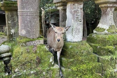 From Kyoto: Nara History Guided Half Day Bus Tour with Lunch - Todaiji and the Great Buddha: why this stop matters