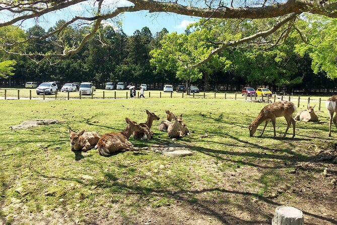 From Kyoto: Nara History Guided Half Day Bus Tour with Lunch - Nara Park deer time: fun, but follow the rules