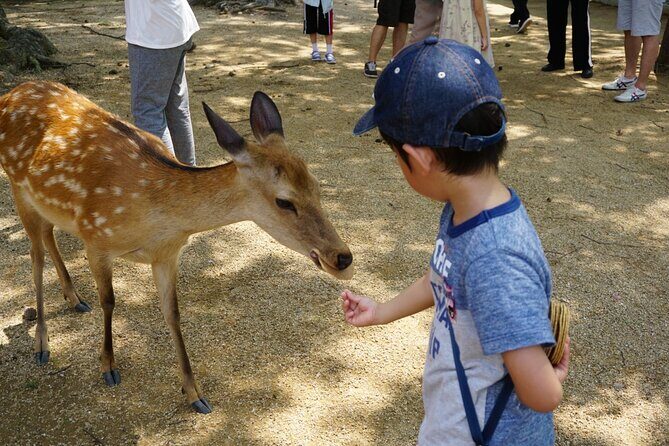 From Kyoto: Nara History Guided Half Day Bus Tour with lunch - Group Size and Your Comfort Level