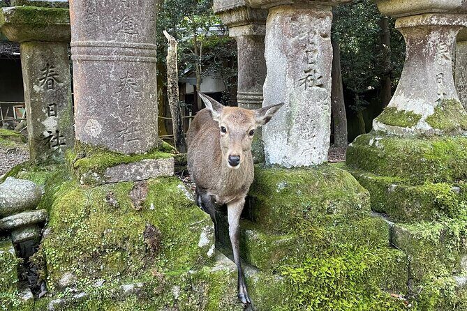 From Kyoto: Nara History Guided Half Day Bus Tour with Lunch - Todaiji and the Great Buddha: why this stop matters