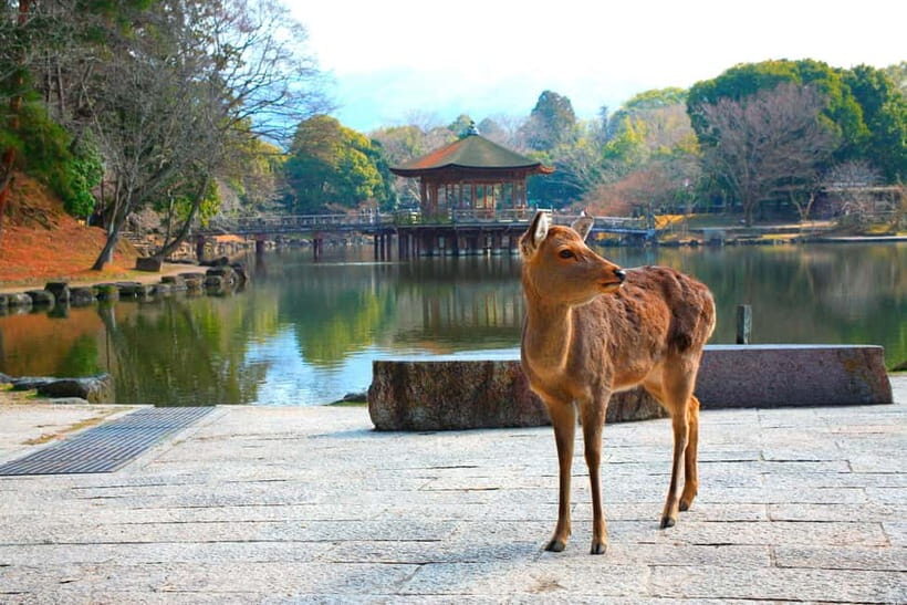 From Kyoto: Nara, Osaka & Kobe Day Trip – 3 Cities in 1 Day - A Long Day That Actually Feels Organized: Nara, Osaka & Kobe in One Sweep