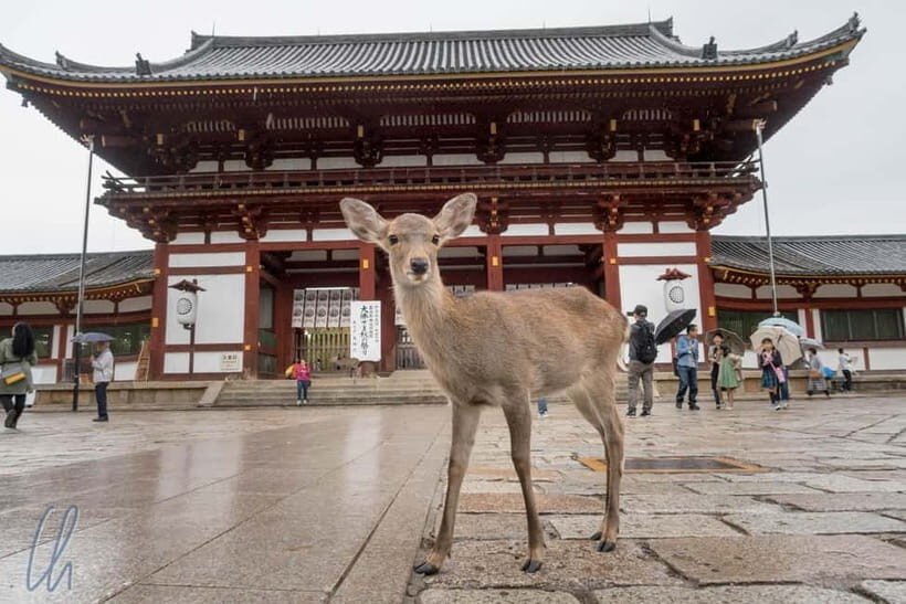 From Kyoto: Nara, Osaka & Kobe Day Trip – 3 Cities in 1 Day - Kyoto Pick-Up at Hotel Keihan Kyoto Grande: The Day Starts Smooth