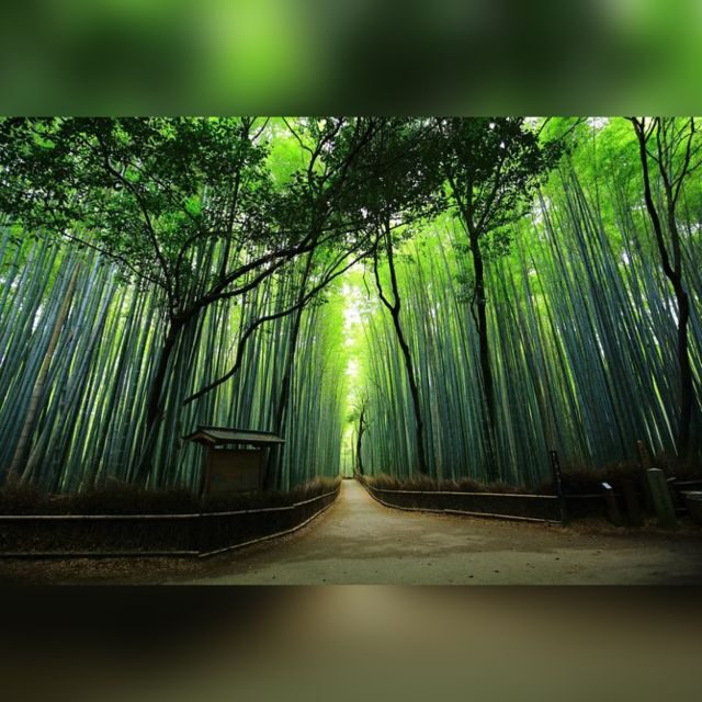 From Osaka/Kyoto: Private Kyoto & Nara Day Trip with Pickup - Why This Private Kyoto and Nara Day Trip Packs So Much In