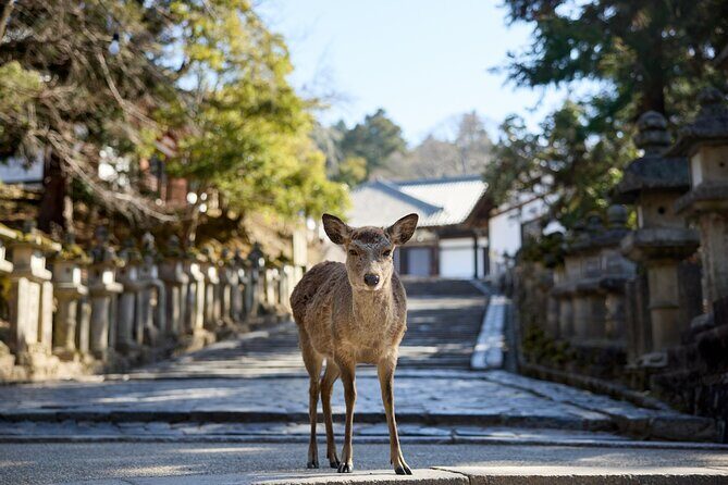 Full Day Guided Tour to Kyoto and Nara from Osaka by Van - Nara Park Deer Time: Fun, Fast, and Pay Attention