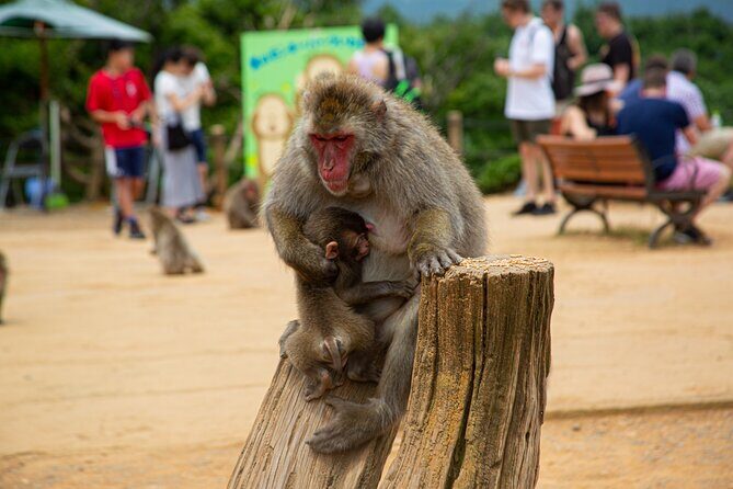 Full day Kyoto Walk in Fushimi, Arashiyama, Monkey, and Kinkakuji - A Full Kyoto Highlights Day on Foot and Trains