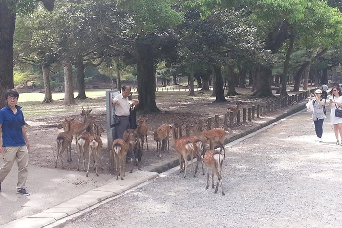 Fushimi Inari & Nara Highlights Walking Tour - What you’ll learn (and why it makes the stops feel different)