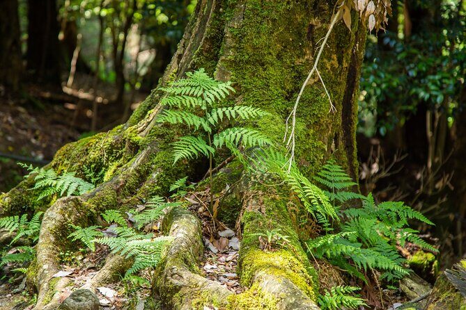 Hiking Tour for Sacred Sites in Kyoto with a Guide - Kokusaikaikan Station transfer and back to Kyoto Station
