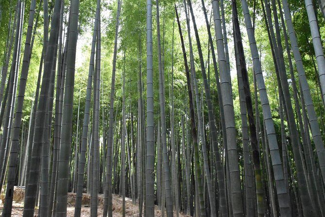 Inside of Fushimi Inari - exploring and lunch with locals - First stop: Fushimi Inari-taisha and the torii-gate story