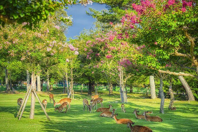 Kyoto and Nara Day Tour from Kyoto - Kinkaku-ji Golden Pavilion: why this stop is worth protected time