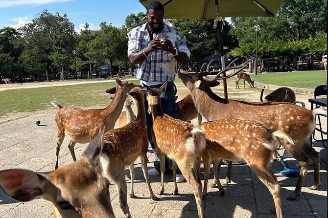 Kyoto and Nara Private Car Tour with a Local English Guide Driver - Key Highlights You’ll Actually Notice