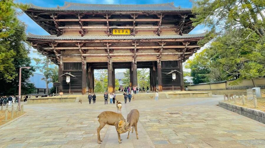 Kyoto and Nara: Private Customized Tour with Guide & vehicle - Togetsukyo Bridge and Iwatayama Monkey Park: fun add-ons that fit the day