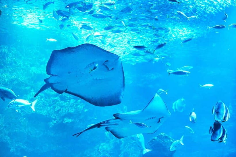 Kyoto Aquarium Admission Ticket - Dolphins and Performances: The “Main Event” That’s Actually Fun