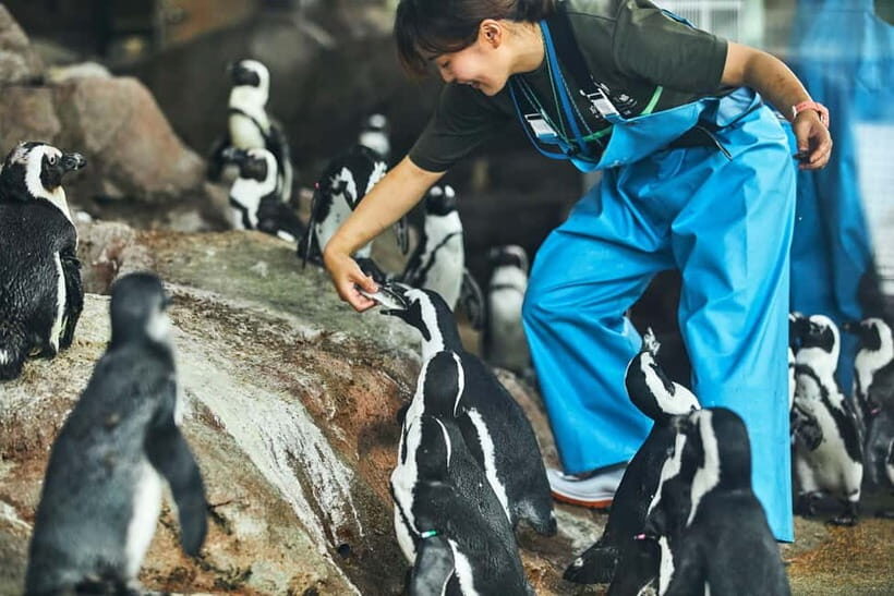 Kyoto Aquarium Admission Ticket - Price and Value: $16 Can Beat Your Expectations