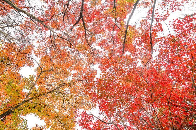 Kyoto Arashiyama Bamboo forest & Garden Half-Day Walking Tour - Bamboo Forest Street: Photos, Timing, and How to Walk It Better