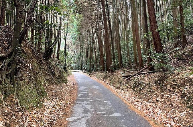 Kyoto Arashiyama Bamboo Forest Hiking Tour（Hidden Temples） - Timing, crowds, and getting the bamboo experience you want