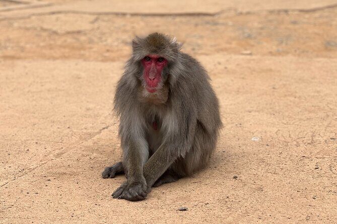 Kyoto: Arashiyama Bamboo Forest, Monkeys, Matcha & Temple Tour - The matcha reset: Uji flavor and a well-timed pause