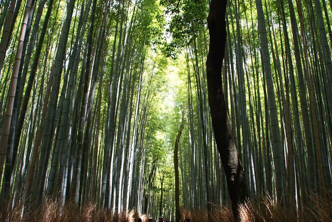 Kyoto: Arashiyama Bamboo Forest, Monkeys, Matcha & Temple Tour - Togetsu-kyo Bridge: the Kyoto icon shot, timed right