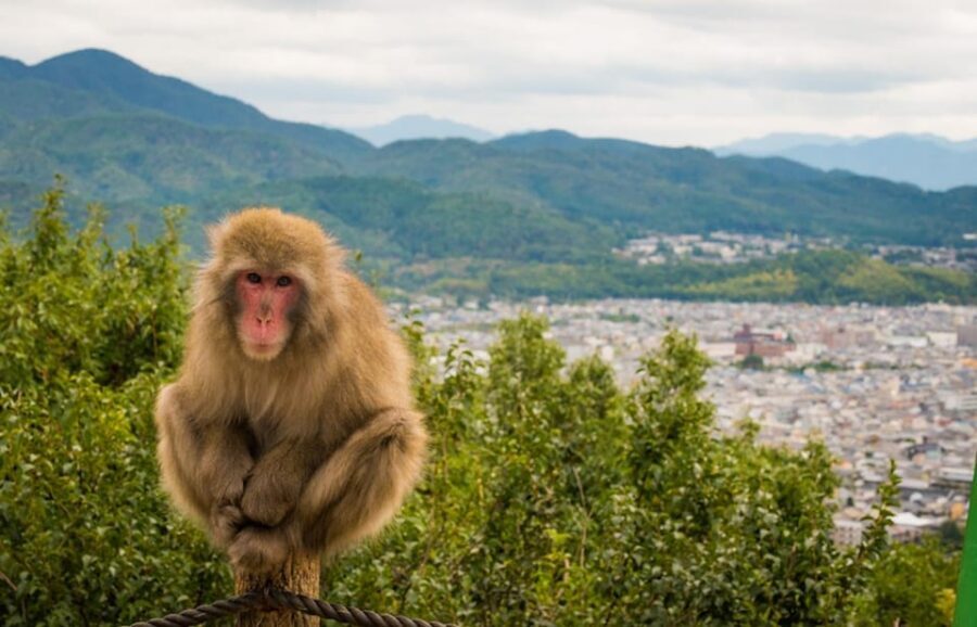 Kyoto: Arashiyama Bamboo Grove, Monkey Mountain Walking Tour - Who This Tour Suits (and Who Should Skip)