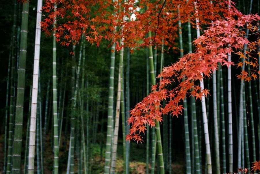 Kyoto: Arashiyama Bamboo, Togetsukyo bridge, Sanso, and more - Fast reasons to book this Arashiyama 3-hour walk