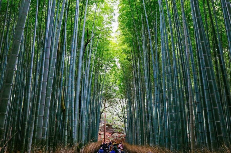 Kyoto: Arashiyama Tour with optional Sagano Romantic Train - Meeting up smoothly: Torokko Arashiyama vs JR Umahori