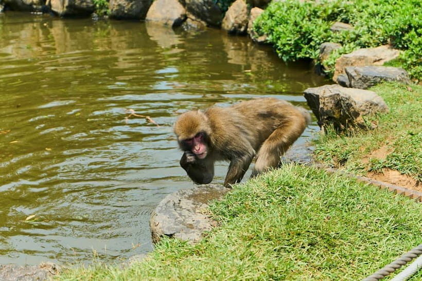 Kyoto: Arashiyama UNESCO Walking Tour with Admission - Iwatayama Monkey Park: optional, and you decide your pace
