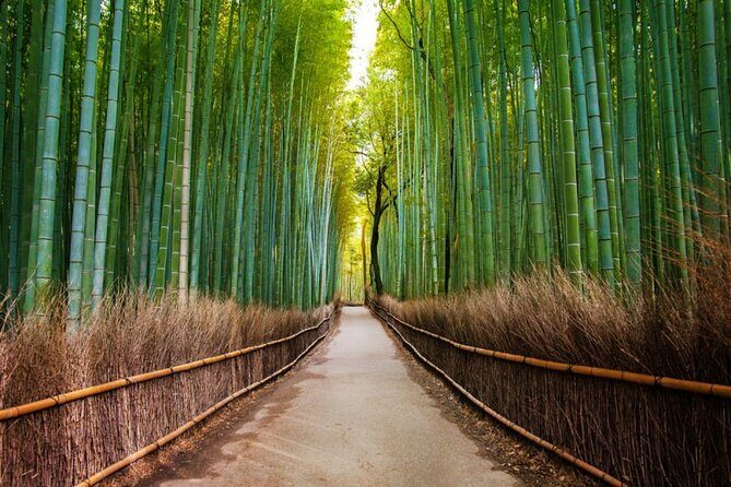 Kyoto Arashiyama Walking Tour: Bamboo, Monkeys, Gardens & Secrets - The Bamboo Forest Trail: more than one photo spot