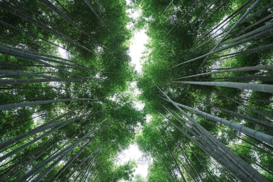 Kyoto: Arashiyama Walking Tour with Local Guide - Practical Tips So You Enjoy It More