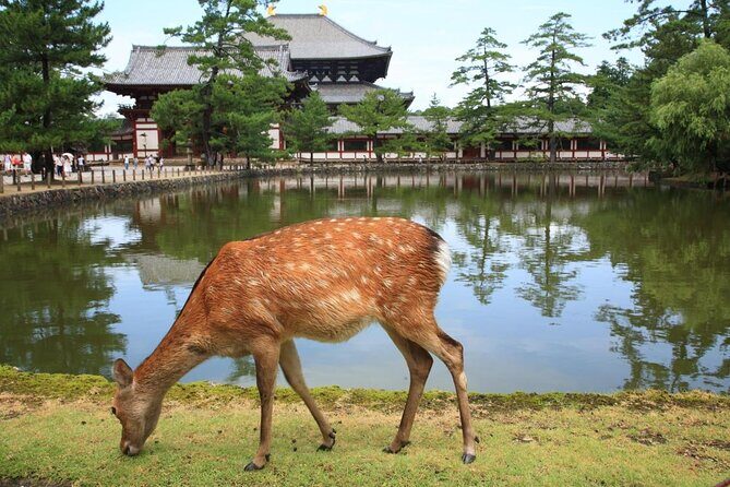 Kyoto Day Trip to Nara with a Local – Private & Personalized - Key things to know before you go
