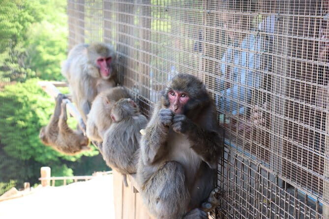 Kyoto Early Bird Tour: Fushimi Inari, Arashiyama Bamboo & Monkeys - Key Things I’d Focus On