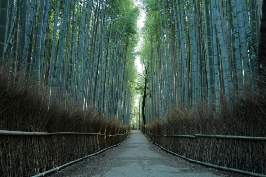 Kyoto: Early Morning Tour with English-Speaking Guide - Should You Book This Early Morning Kyoto Highlights Tour?
