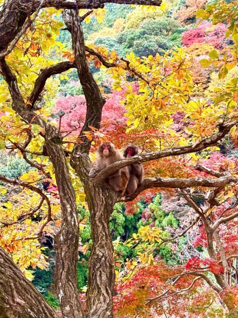 Kyoto: Fully customizable your own tour in the old capital - Why a fully customizable Kyoto day feels different