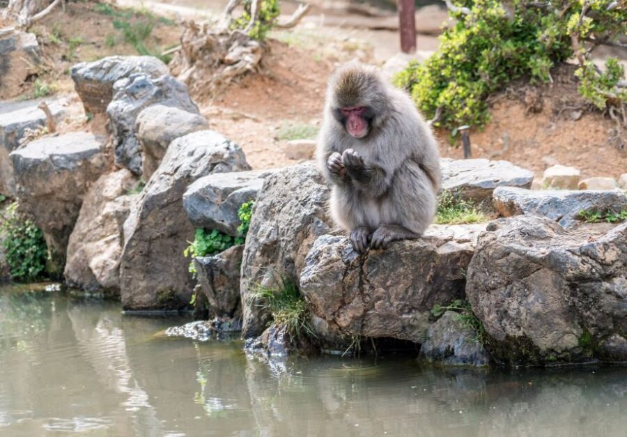 Kyoto: Fushimi, Arashiyama - Bamboo, Monkey, Torii & Secrets - What to bring (and what to avoid) for a smooth Kyoto day