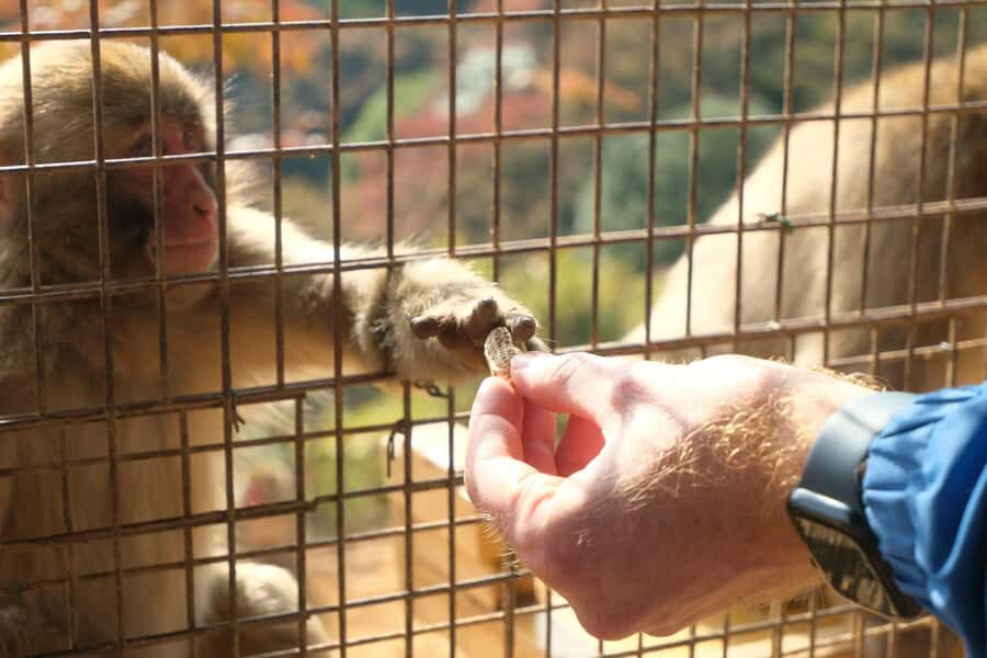 Kyoto: Fushimi, Arashiyama - Bamboo, Monkey, Torii & Secrets - Monkey Park: the steep climb, wild monkeys, and big views