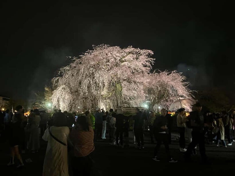 Kyoto: Gion Walking Tour - Price and value: what $35 buys you in Kyoto time