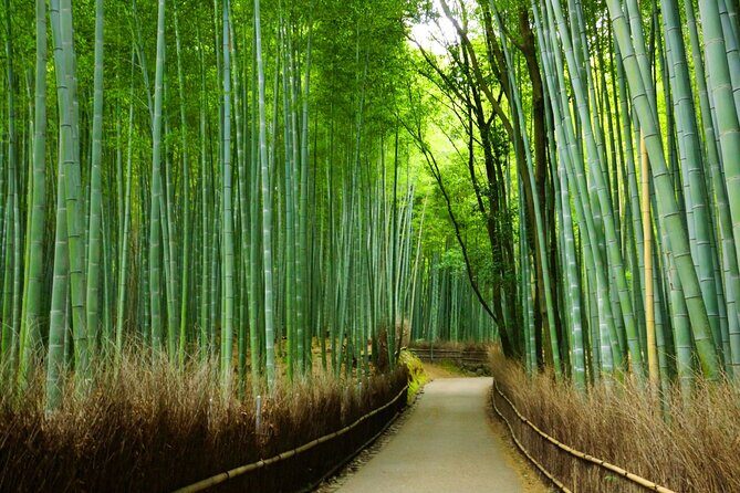 Kyoto Morning Tour with English Speaking Guide - Who This Tour Is Best For (and Who Might Want Another Option)